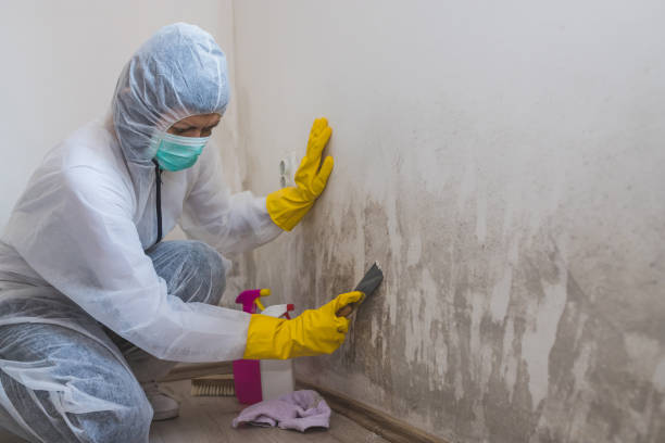 Best Biohazard Mold Removal  in Worth, IL