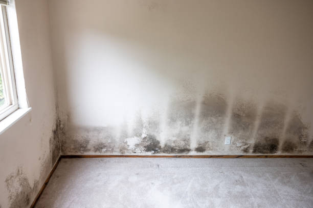 Professional Mold Removal in Worth, IL